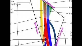 Anatomy amp Components of the Femoral Triangle 813  top  INFERIOR Epi A [upl. by Sims]