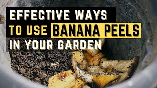 Using banana peel water as plant fertilizer  Does it work [upl. by Ordnagela]