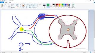 ASCENDING TRACTS 1  dr Laila   Lateral Spinothalamic  الجهاز العصبي [upl. by Gunning515]