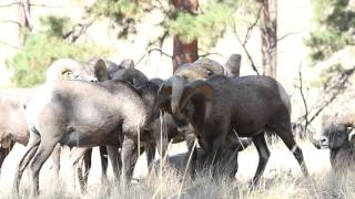 Bighorn rams fight and head butting [upl. by Noletta]