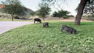 Warthogs at Waterberg Resort [upl. by Ninnahc]