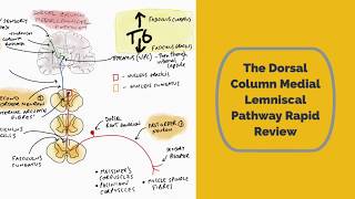 The Dorsal Column Medial Lemniscal Pathway Rapid Review [upl. by Uehttam]