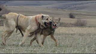 Türkiyede bir Kurt Sürüsüne dahil olan bir Türk Aslanı ORİJİNAL VIDEO  Wolf Pack vs DOG [upl. by Hirsch]