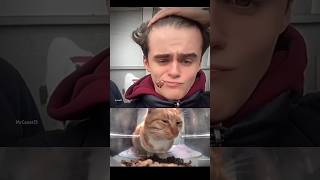 bro have football field on his head☠️😂cat funny explore memes bombastic viralvideo shorts [upl. by Blanchette100]