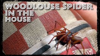 Woodlouse Spider in the House [upl. by Adnovaj]