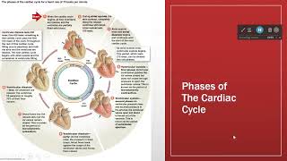 Cardiac Cycle Basics [upl. by Sella804]