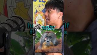 ORANGUTAN HEALS ITSELF 😱 animals animal animallover shorts [upl. by Eilasor863]