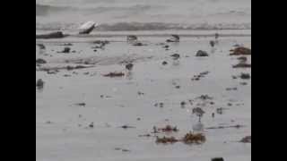 Copper River Delta Shorebird FestivalCordova Alaska [upl. by Netsuj56]