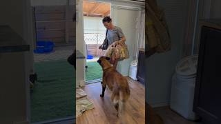 Dog Helps With Groceries smartdog belgianmalinois dog [upl. by Lerim]