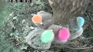 Smallest Redshouldered Hawk nestling swallows snake whole [upl. by Luigi625]