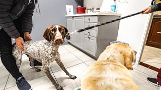 Help I HATE the Vet  German Shorthaired Pointer amp Labrador [upl. by Margetts]