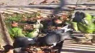 Wild Quaker Parrots quotRumblequot in Brooklyn [upl. by Arym]