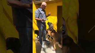 Construindo uma convivência harmoniosa com nossos cães ensinando respeito e comportamento exemplar [upl. by Weinert867]