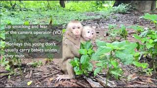 Abandoned monkeys what happens when social media pets are no longer cute [upl. by Karab]