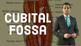 CubitalFossa Anatomy of cubital fossa with high yield MCQs [upl. by Sirtimid988]