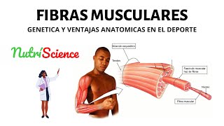 Fibras musculares [upl. by Madaras]