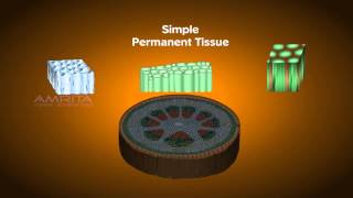 Plant Tissues  Class 9 Tutorial [upl. by Llerral]