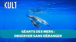 Géants des mers  Observer sans déranger [upl. by Harvison]