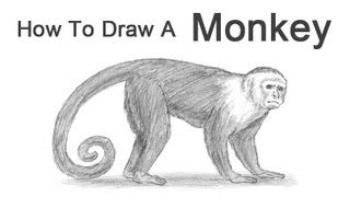 How to Draw a Monkey Capuchin [upl. by Suu]