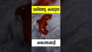 വലിഞ്ഞു കയറുന്ന കങ്കാരുക്കുട്ടി joy crawling to kangaroos pouch malayalam shorts [upl. by Robert]