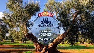 Les oliviers millénaires vus par des drones  Roquebrune [upl. by Leisam]