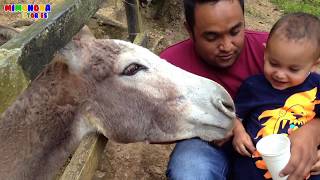 Diego de visita al Baby ZOO  Animales de la Granja🐮🐷🐔  Mimonona Stories [upl. by Reffineg]