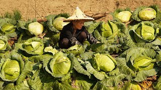 Grandma pickled cabbage with Coke｜年後兒孫外出打工，包菜太多吃不完，阿婆用雪碧醃製，爽脆過癮｜广西 美食 玉林阿婆 [upl. by Ytrebil]