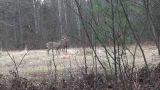 Opening Day Firearm deer season 2013 [upl. by Ettener]