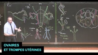 Anatomie des ovaires et trompes utérines droits et gauches Pelvis 14 [upl. by Okomom38]