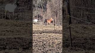 Gitn the Ponies Moving for Grain Dinner  1 of 2 [upl. by Hassadah]