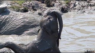 Howletts Wild Animal Park  Little Nusu Enjoying A Cooling Dip With The Rest Of The Herd [upl. by Corvin219]