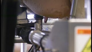 Robotic Milking at the Livestock Research Innovation Centre  Elora Dairy Facility [upl. by Myer]