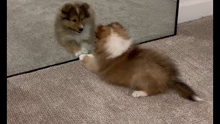 Sheltie puppy sees himself in the mirror for the first time [upl. by Carpio874]