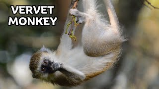 Fascinating World of the Amazing Vervet Monkey [upl. by Nedah]