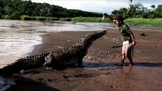 Crocodile feeding in Costa Rica  Compilation [upl. by Clea]