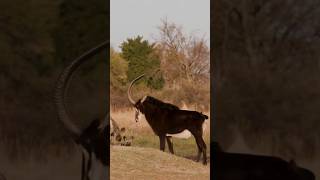 African wild Dogs kills Sable antelope [upl. by Daphene]