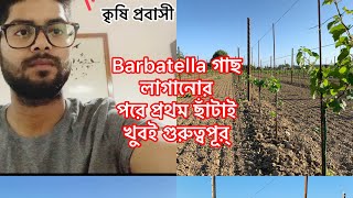 Barbatella গাছ লাগানোর পরে প্রথম ছাঁটাই খুবই গুরুত্বপূর্ [upl. by Ariad]