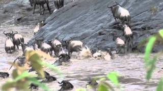 Wildebeests Crossing at the Mara River [upl. by Ezeerb]