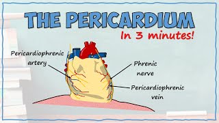 Anatomy of the Pericardium [upl. by Yehsa516]