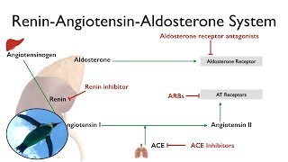 ReninAngiotensinAldosterone System The RAAS [upl. by Ellimak]