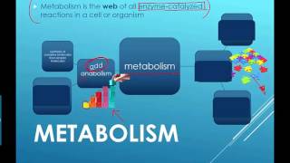 Metabolism Intro 2016 IB Biology [upl. by Ive]