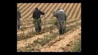 How Christmas Tree Farming and Harvesting  Christmas Tree Farm  Christmas Tree Cultivation [upl. by Nerol]