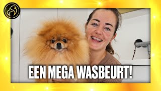 Dwergkees met veel vacht LikeGoldFirePoms WEEKVLOG36 2020 [upl. by Aicenaj]