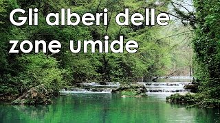 Gli alberi delle zone umide [upl. by Robbyn44]