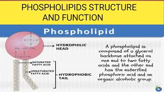 Phospholipids Phospholipids biochemistry [upl. by Nagek]