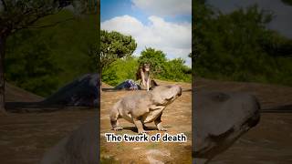 The wombat skill 🤣 how wombat kill predator [upl. by Giselle]