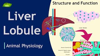 Liver Lobule  Structure  Function  Animation  Animal Physiology  Basic Science Series [upl. by Eelik]