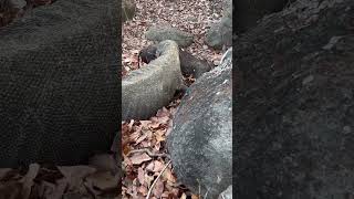 Komodo dragons catch wild boars in their nest holes [upl. by Jonie]