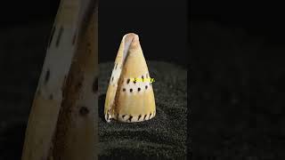 The Deadly Cone Snail Oceans Silent Killer facts snail underwaterworld deepsea [upl. by Ezara42]