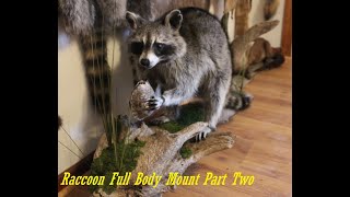 Taxidermy How To Mount A Raccoon Full Body Part Two taxidermy [upl. by Eelahc]